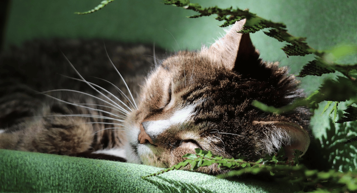 6-Life-Changing-Fitness-Hacks-for-Busy-People